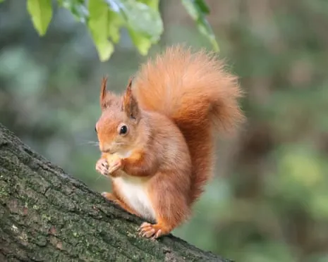 Isle of Wight Squirrels Prospering on the Island with Potential to Grow Significantly, Research Shows